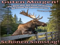 Elch begrt den Morgen