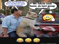 Fahrender Freund mit vier Pfoten