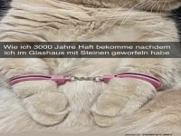 Katzenknast: Wenn K�tzchen rebellisch werden