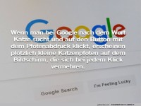 Katzen-Pf�tchen-Chaos auf Google!