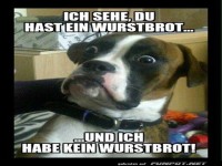 Wurstbrot-Entdecker auf vier Pfoten