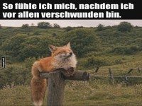 Fuchsi im Ruhestand: Einfach mal abh�ngen