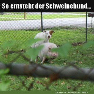 Der-Schweinehund.jpg von Talia1999