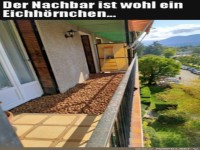 Eichh�rnchen lebt nebenan