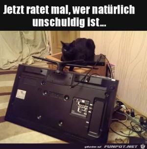 Katze-ist-nicht-schuld.jpg auf www.funpot.net