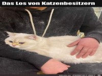 Überall Katzenhaare