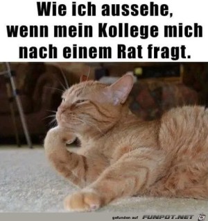 Wenn-ein-Kollege-mich-um-Rat-fragt.jpg auf www.funpot.net