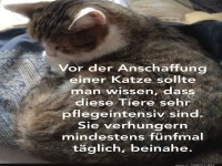 Katzen sind pflegeintensiv