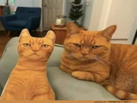 Echte Katze und Spielzeug in Doppelg�nger-Pose