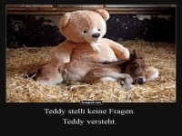 Teddy trstet ein kleines Fohlen