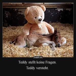 Teddy-trstet-ein-kleines-Fohlen.jpg von Talia