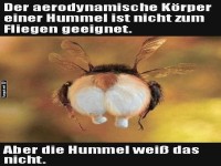 Hummel und das Fliegen