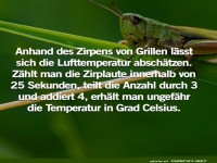Temperatursch�tzung durch Grillenzirpen