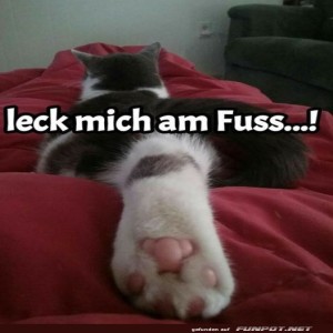 fun-Bild: Katzenpfoten-Protest!
