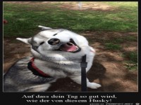 Zufriedener Husky