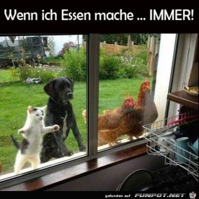 Immer,-wenn-ich-koche.jpg von Lawrence
