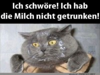 Katze in einem lustigen Moment erwischt
