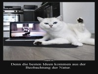 Yoga-Katze: Meister der Eleganz