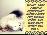 M�de Katze: Ein Leben r�ckw�rts