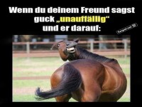 Pferd-Detektiv undercover