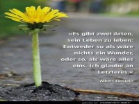 L�wenzahn sprengt den Asphalt