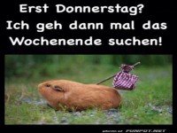 Donnerstag Blues: Auf zur Wochenend-Safari!