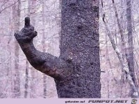 der mittelfingerbaum - hab heute einen echt krassen baum ges