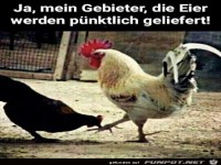 Die Eier werden pünktlich geliefert