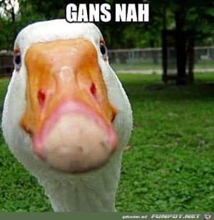 Gans-nah.jpg auf www.funpot.net