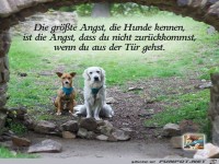Die grte Angst der Hunde