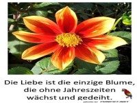 Die Liebe ist die einzige Blume 2