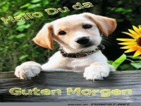 Niedlicher Welpe fr einen guten Morgen