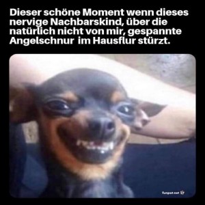 Lustiger-Hund-schaut-schelmisch.jpg von Talia