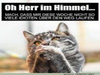 K�tzchen betet f�r weniger Stress mit Idioten