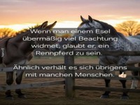 Ein Hoch auf den selbstbewussten Esel!