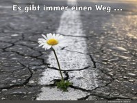 Blume auf der berholspur