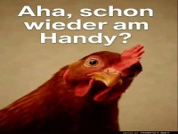 Handy-Huhn erwischt dich!
