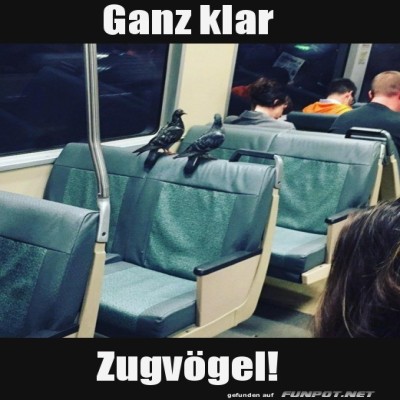 Das-sind-dann-wohl-Zugv&ouml;gel.jpg von Schwesterchen