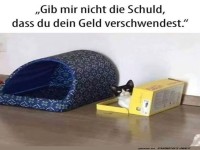 Luxus-Haus oder Pappkarton? Katze w�hlt!
