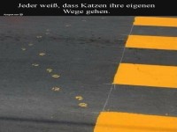 Katzenpfoten vs. Zebrastreifen: Wer gewinnt?