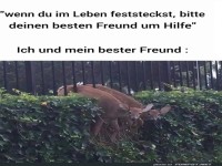 Feste Freunde in allen Lebenslagen