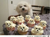 ilyet kell egyszer kae szae teni