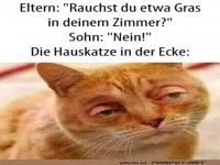 Katze als lustige Reaktion auf Gras Rauch