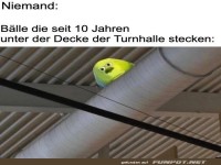 Lustiger Vogel in der Turnhalle