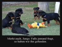 Wenn Welpen Detektiv spielen