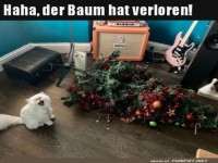 Katzen gegen Chaos: 1 zu 0 für die Katze!