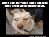 Verd�chtiger Blick eines eifers�chtigen Hundes