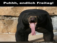 Wenn der B�r den Wochenendmodus aktiviert!