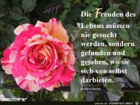 die Freuden des Lebens