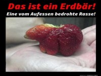 Ein Erdb�r